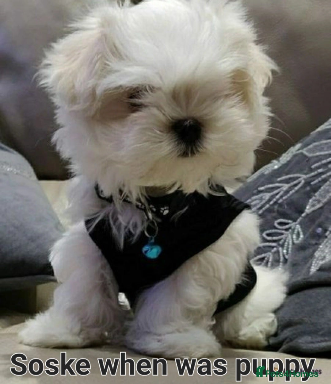 Maltese dogs for stud:  KC Maltese stud Korean line  in Derby - Advert 19