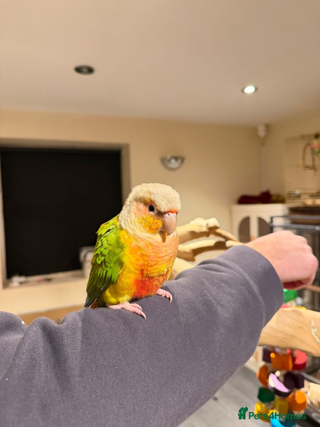 Budgerigars birds for sale: Beautiful Pineapple Conures- Tame and not Tame!! - Advert 2