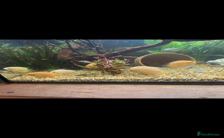Other/Mixed Breed fish - Advert 7