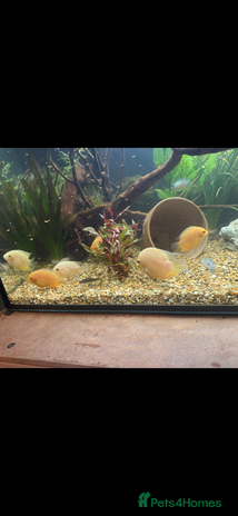 Other/Mixed Breed fish - Advert 7