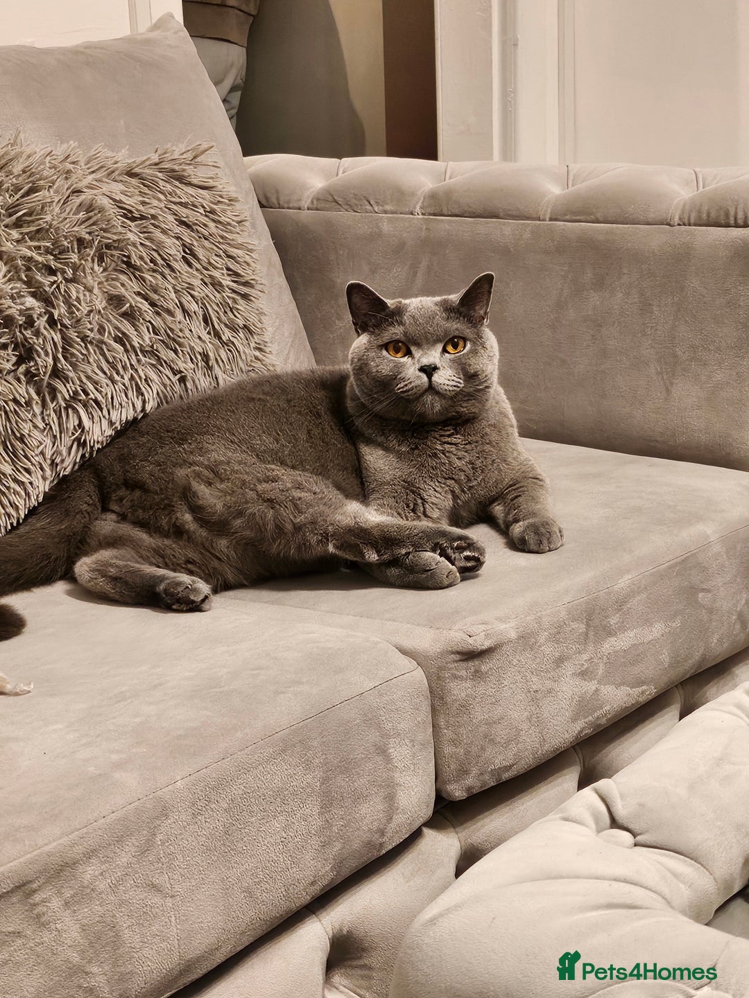 British Shorthair cats for sale: Miško - Advert 1