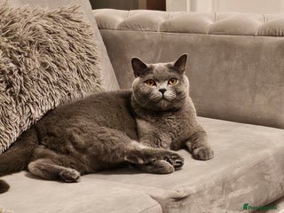 British Shorthair cats Miško - Advert 1