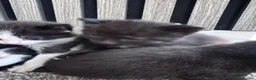Mixed Breed cats for sale: Beautiful kittens needing new homes  - Advert 6