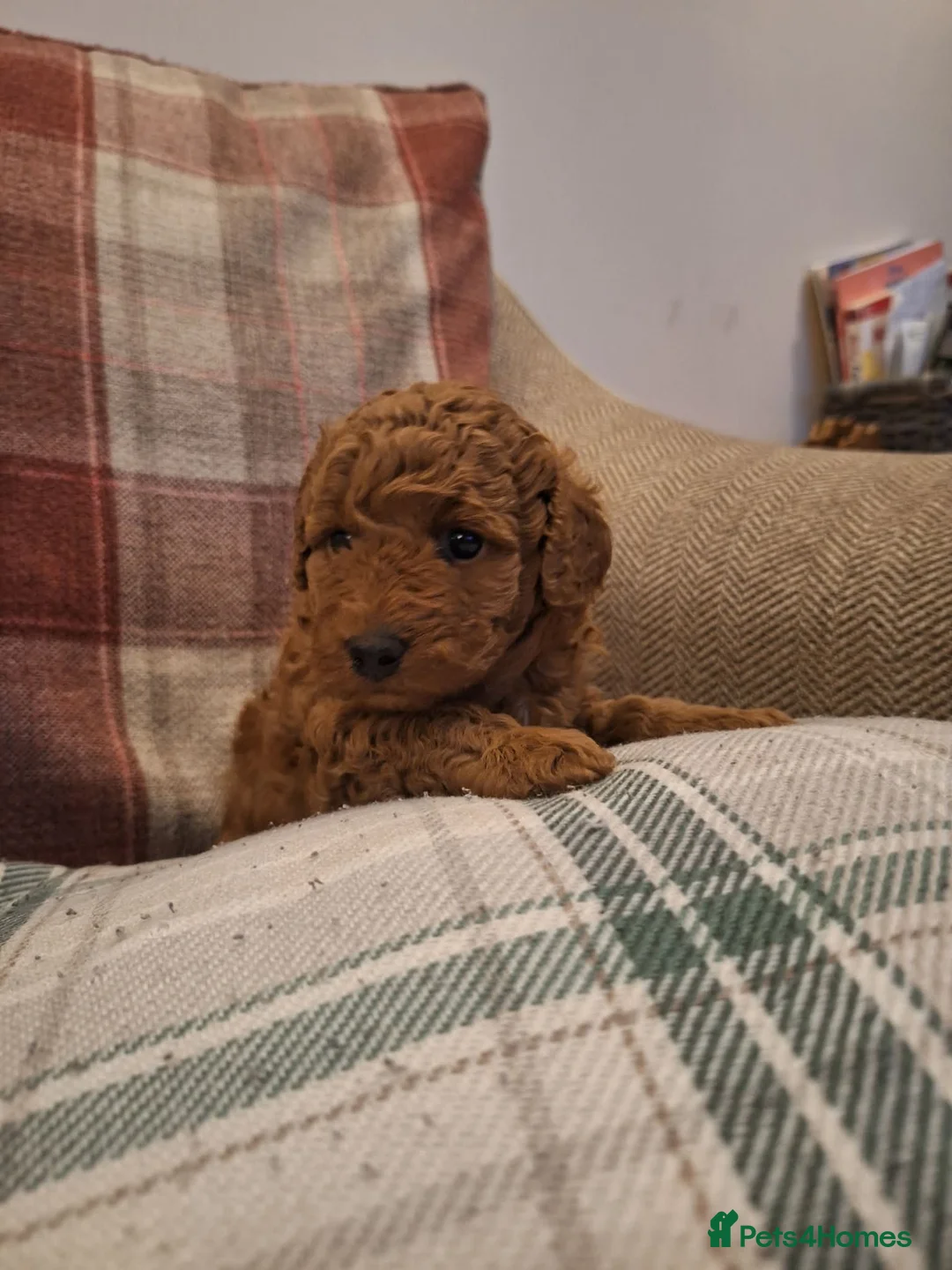 Cavapoo dogs for sale: Stunning cavapoo puppy - Advert 9