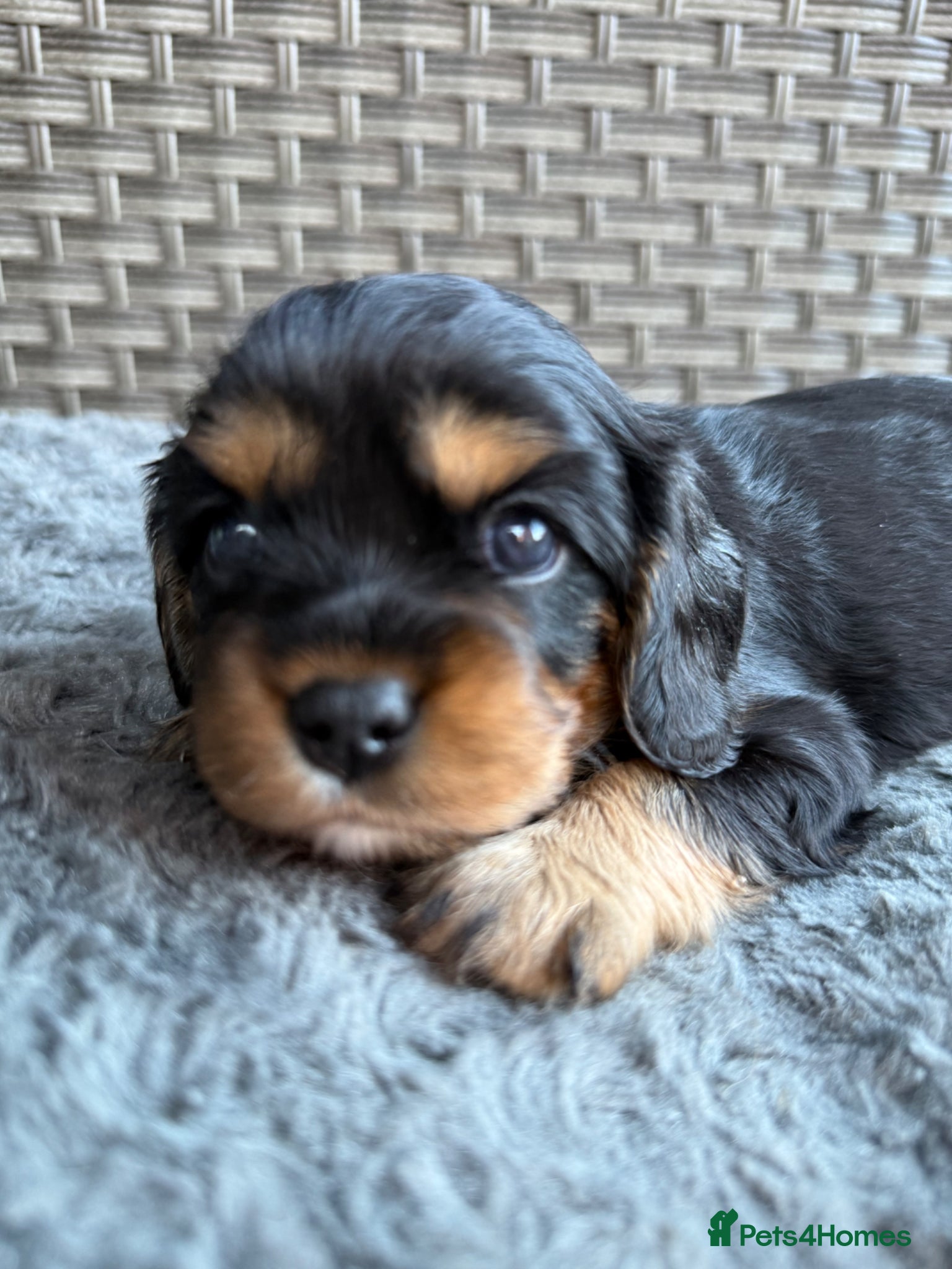 Cavalier King Charles Spaniel dogs Cavalier King Charles Spaniel Puppies  - Advert 2