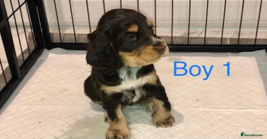 Cocker Spaniel dogs Kc show extensive health tests beautiful colours - Advert 6