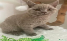 British Shorthair cats for sale: British Shorthair kittens, GCCF Certificate  in Dundee - Image 15