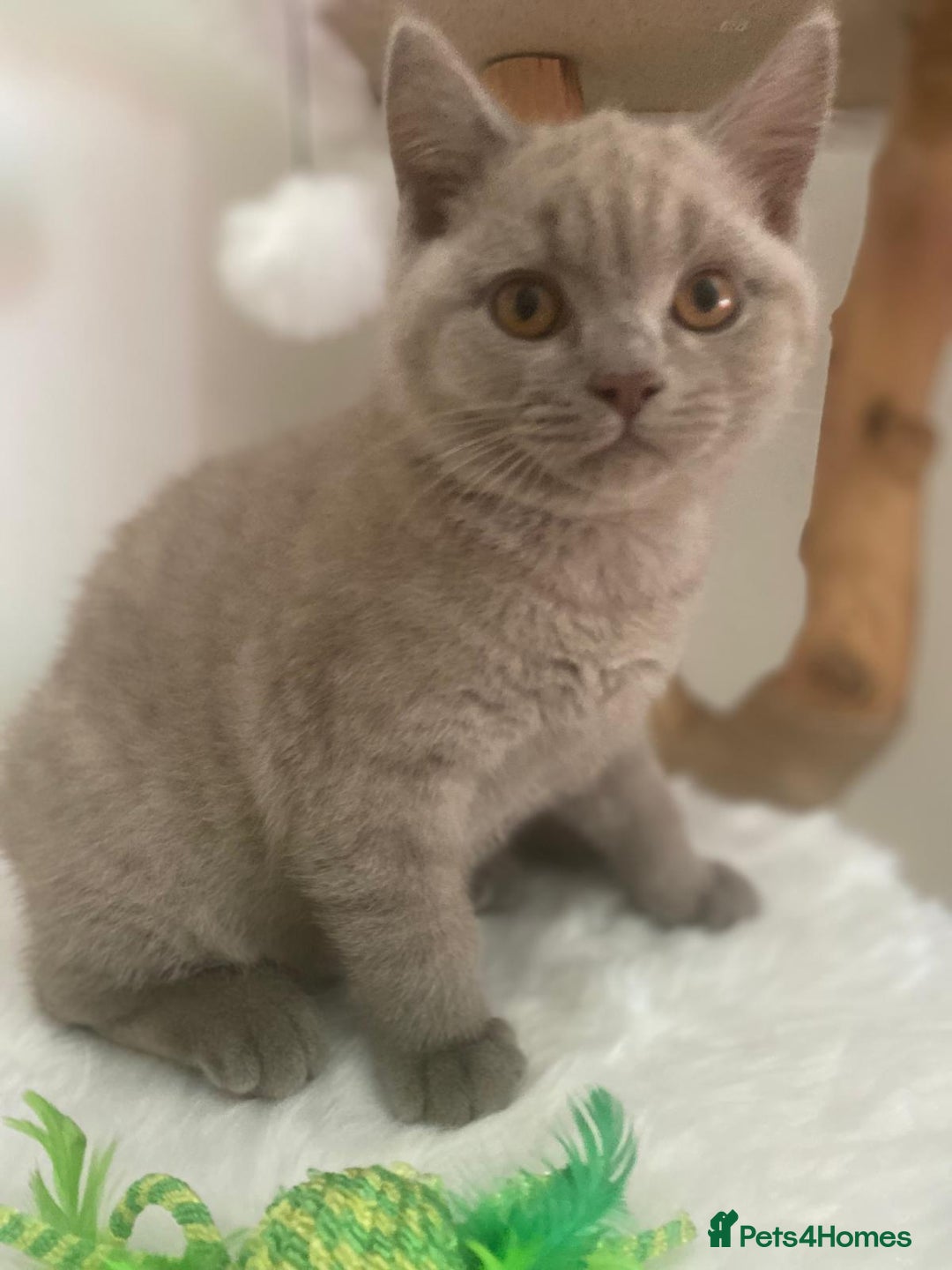 British Shorthair cats for sale: British Shorthair kittens, GCCF Certificate  in Dundee - Image 15