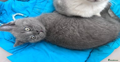 Mixed Breed cats - Advert 5