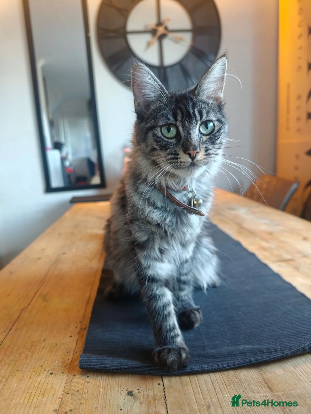 Mixed Breed cats for sale: Beautiful Mixed Maine Coon Kittens. - Advert 1
