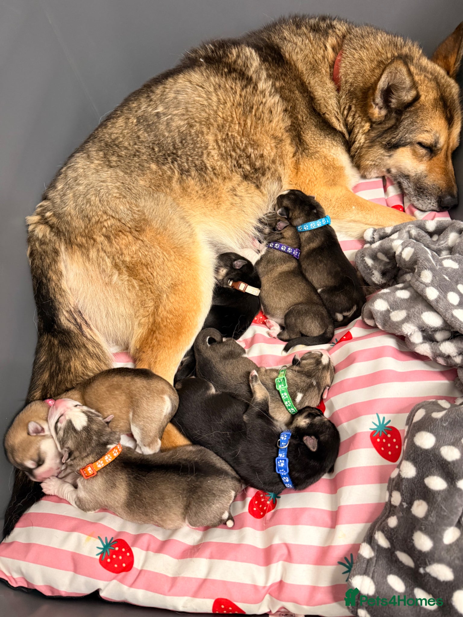 Shepsky dogs for sale: 7 beautiful shepskys in Kirkcaldy - Advert 1