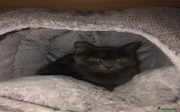 British Shorthair cats for sale: 2 year old female  - Image 1