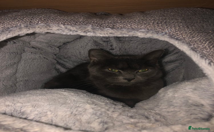 British Shorthair cats - Advert 12