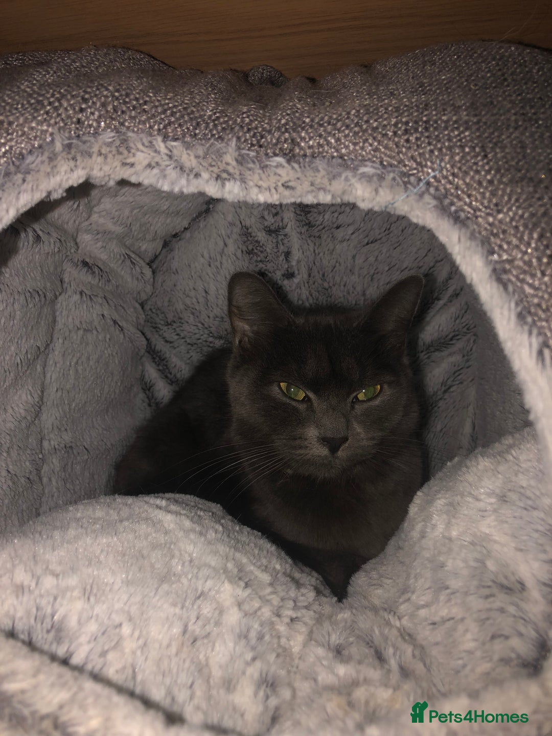 British Shorthair cats for sale: 2 year old female  - Image 1