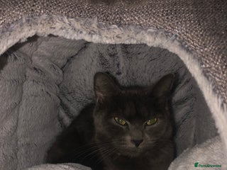 British Shorthair cats - Advert 12