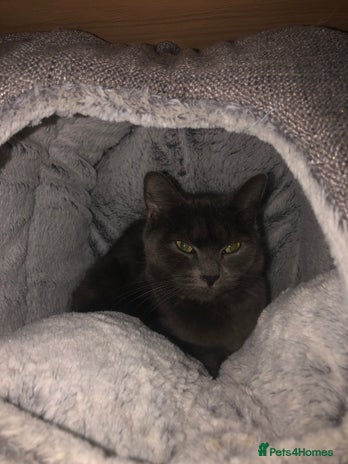 British Shorthair cats - Advert 13