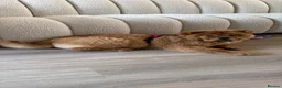 Chow Chow dogs for sale: Beautiful 17week old ChowChow puppy needs new home - Advert 3