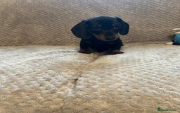 Miniature Dachshund dogs for sale: Miniature dachshund  - Image 2
