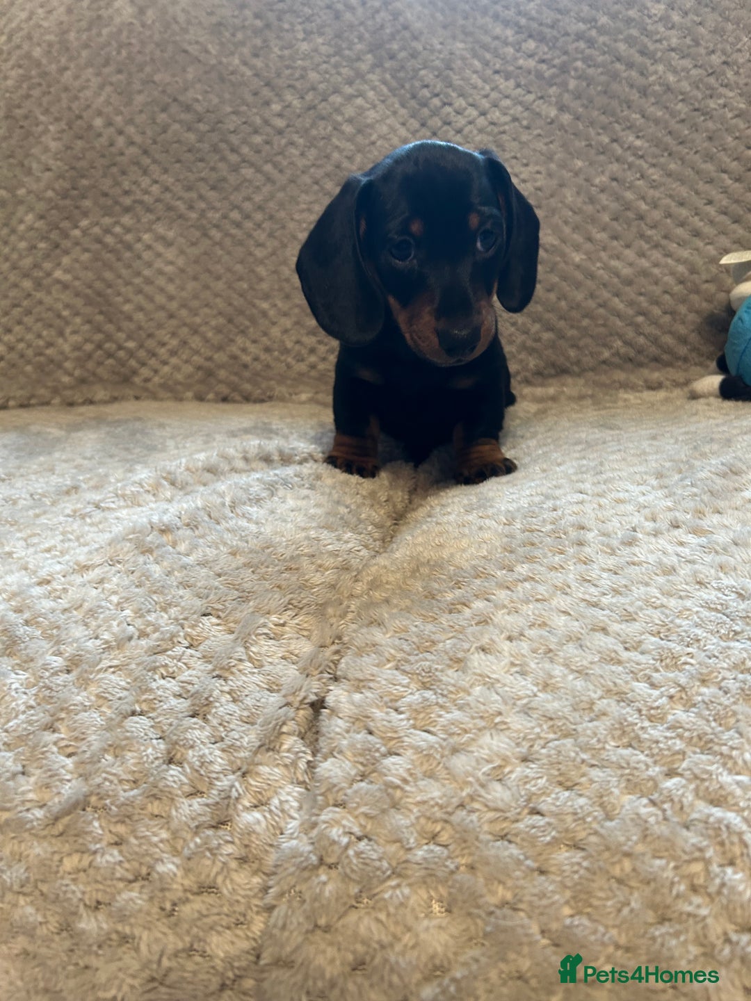 Miniature Dachshund dogs for sale: Miniature dachshund  - Image 2