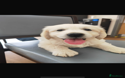 Golden Retriever dogs for stud: Proven Gorgeous Stud Dog - Image 22