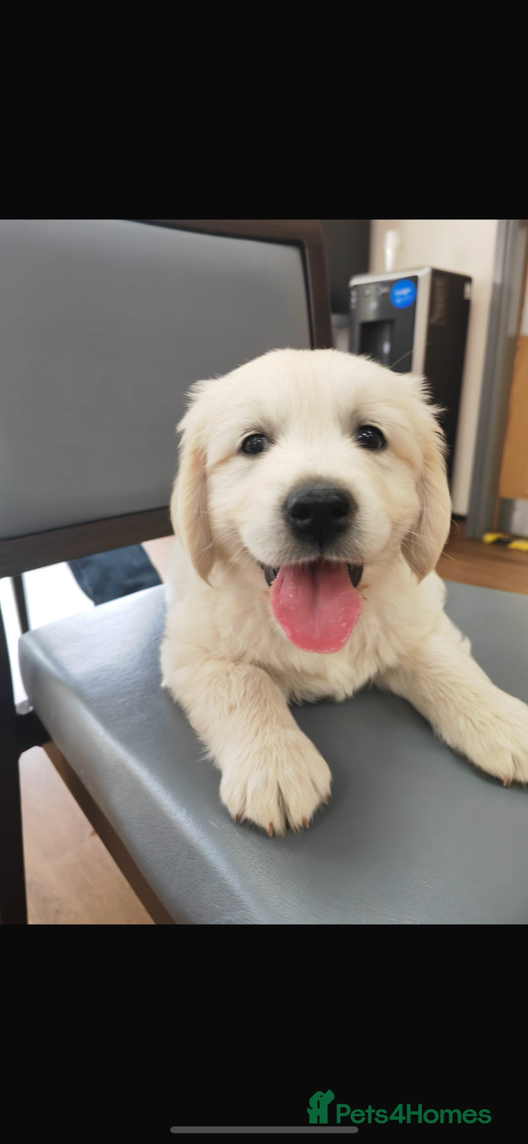 Golden Retriever dogs for stud: Proven Gorgeous Stud Dog - Image 22