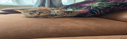 Domestic Shorthair cats for sale: 5 beautiful tabby kittens for Sale!!! - Advert 21