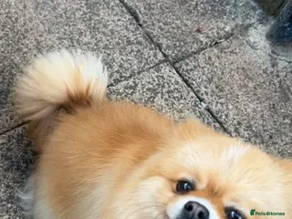 Pomeranian dogs Pomeranian puppies for sale - Advert 1