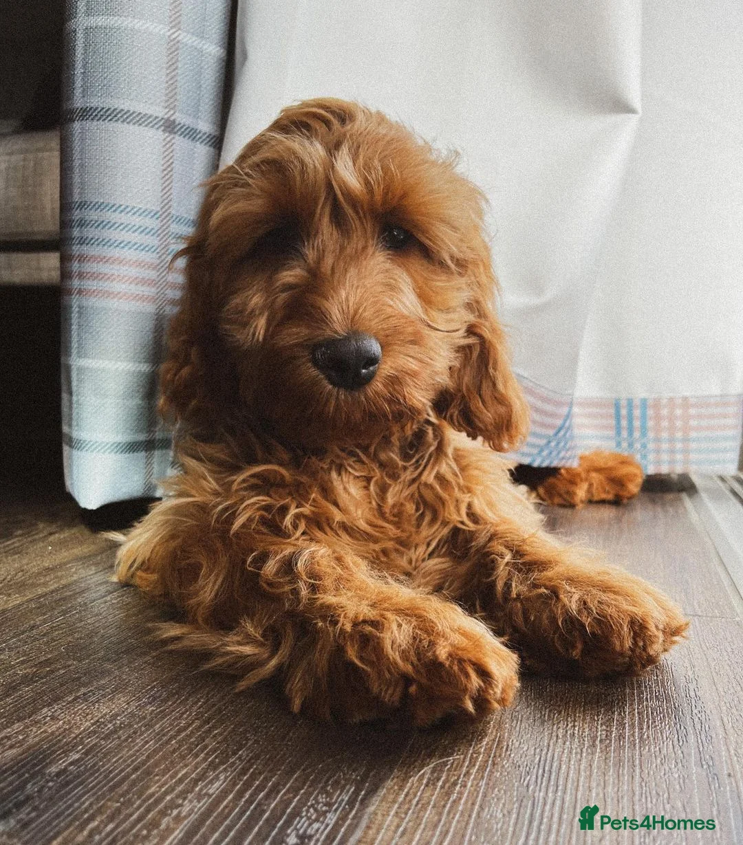 Cockapoo dogs for sale: Beautiful Cockapoo Puppy Looking for a Loving Home - Advert 7