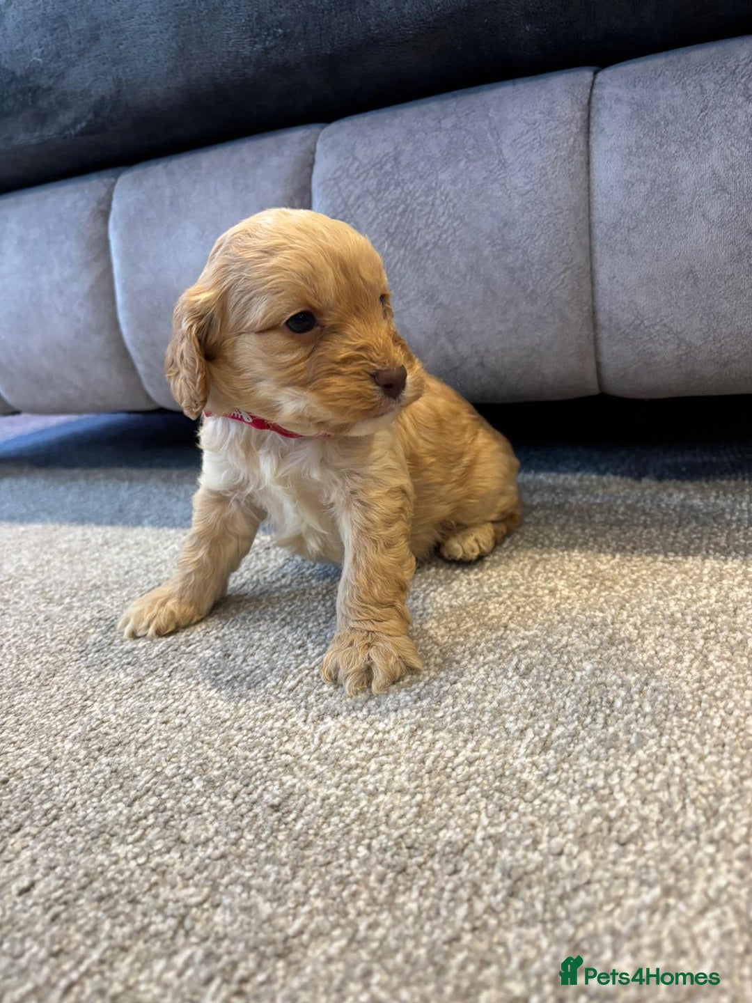 Cockapoo dogs for sale: Six stunning cockapoo puppies - Advert 23