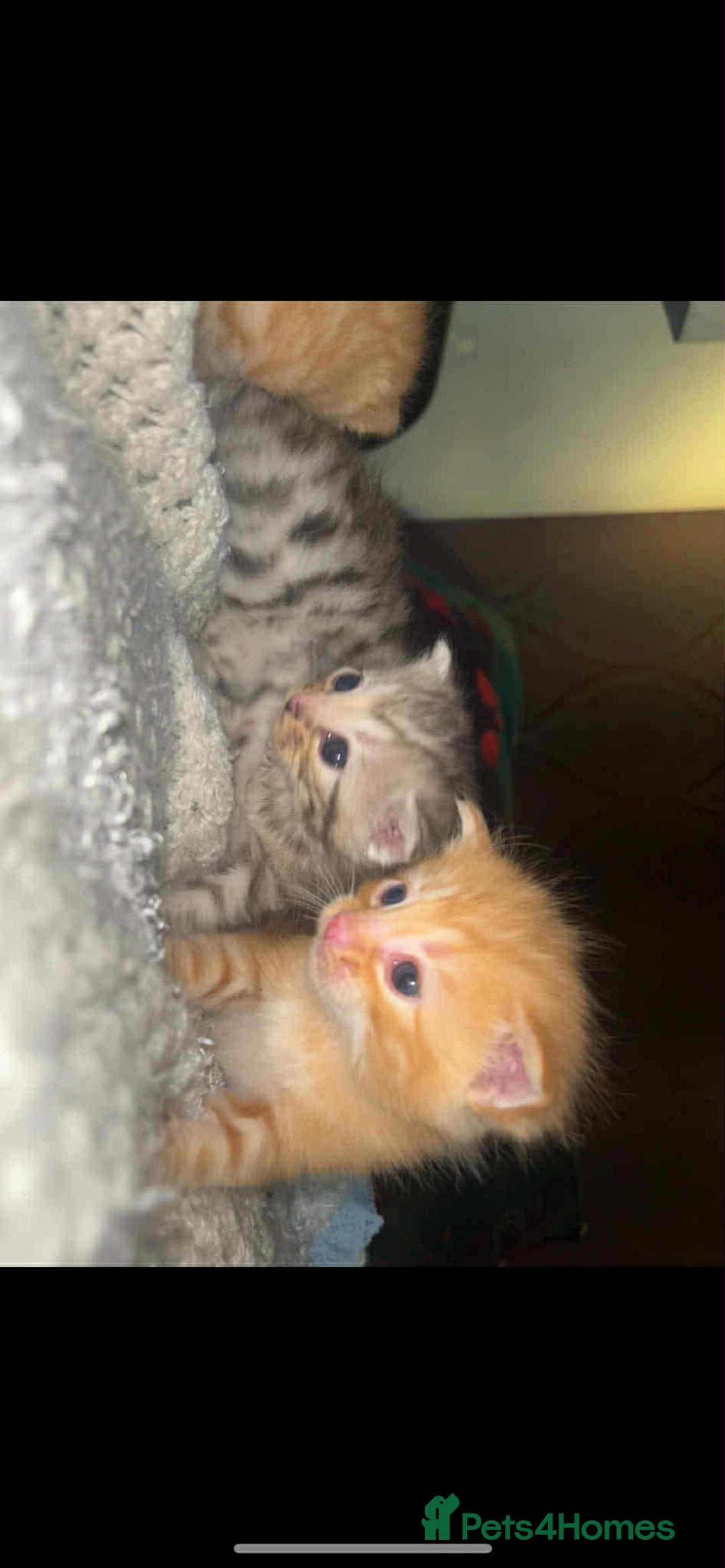 Mixed Breed cats for sale: Beautiful bengal cross kittens - Advert 9