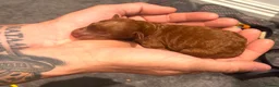 Toy Poodle dogs for sale: Two stunning red colour Toy Poodles.  - Advert 23