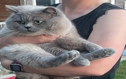 British Longhair cats for sale: British Longhair boy kitten-reserved  - Image 4