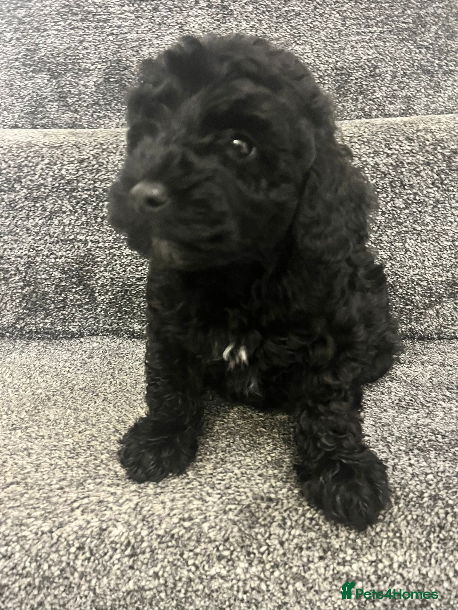 Cavapoo dogs Cavapoo boy puppies health tested vaccinated - Advert 8