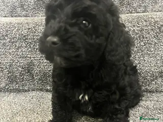 Cavapoo dogs Cavapoo boy puppies health tested vaccinated - Advert 8