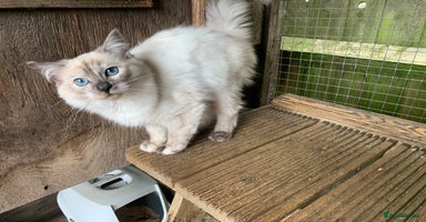 Ragdoll cats - Advert 14