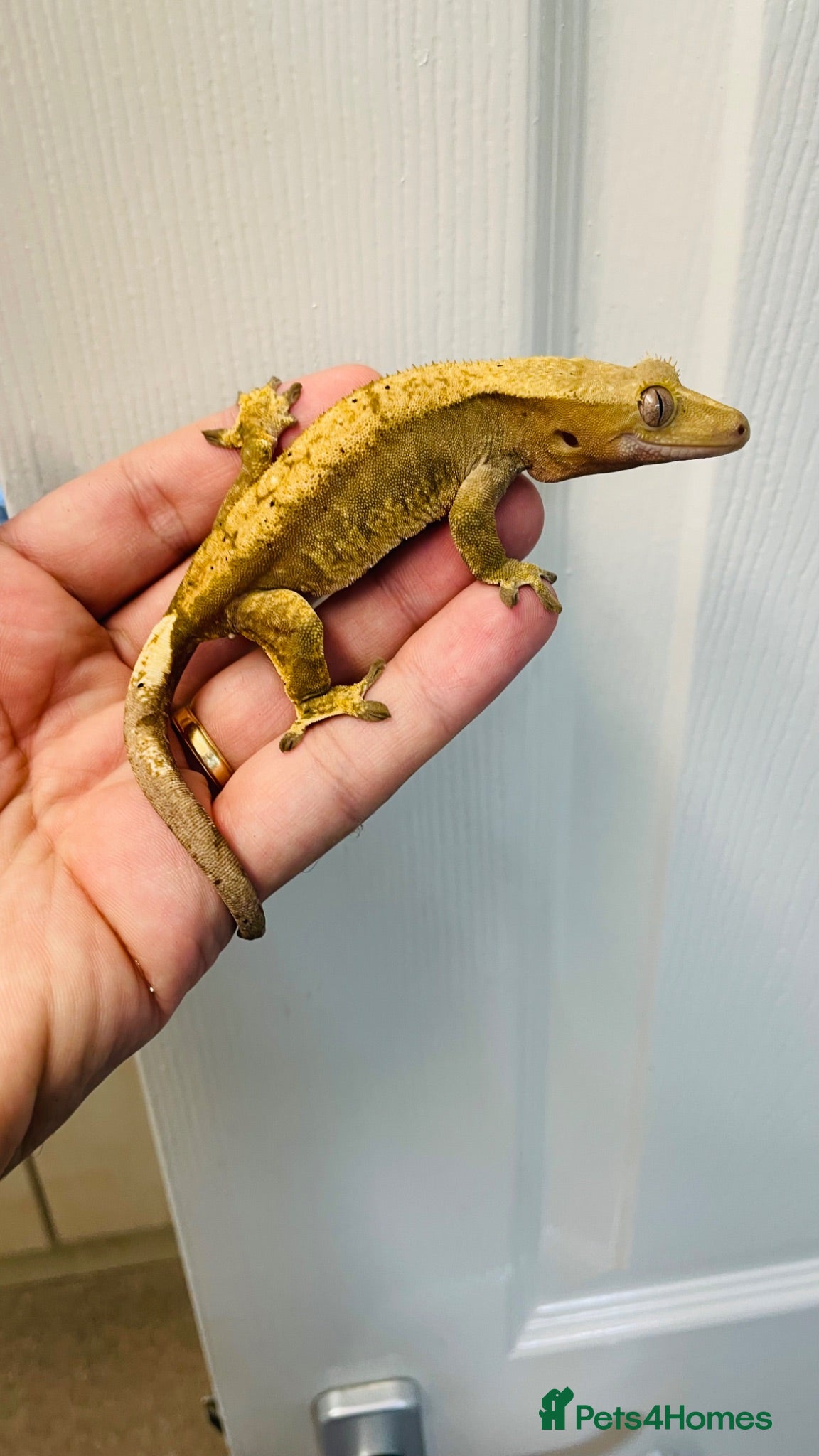 Gecko reptiles Unrelated Male and Female Harlequin Crested Gecko  - Advert 7