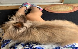 Lionhead rabbits for sale: 2 lionhead girls - 5 months old - Image 5