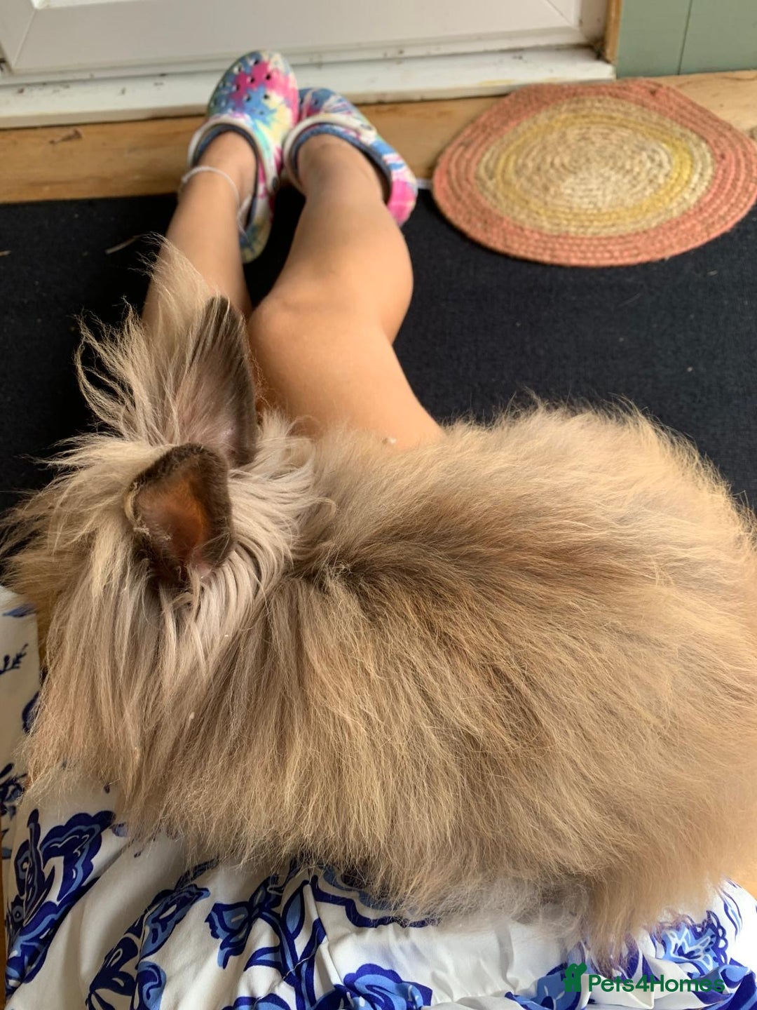 Lionhead rabbits for sale: 2 lionhead girls - 5 months old - Image 5