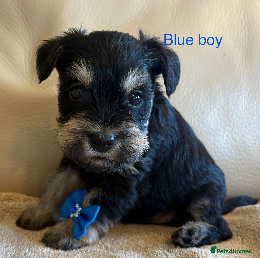 Miniature Schnauzer dogs for sale: Kc registered miniature schnauzer Bva eye test - Image 7