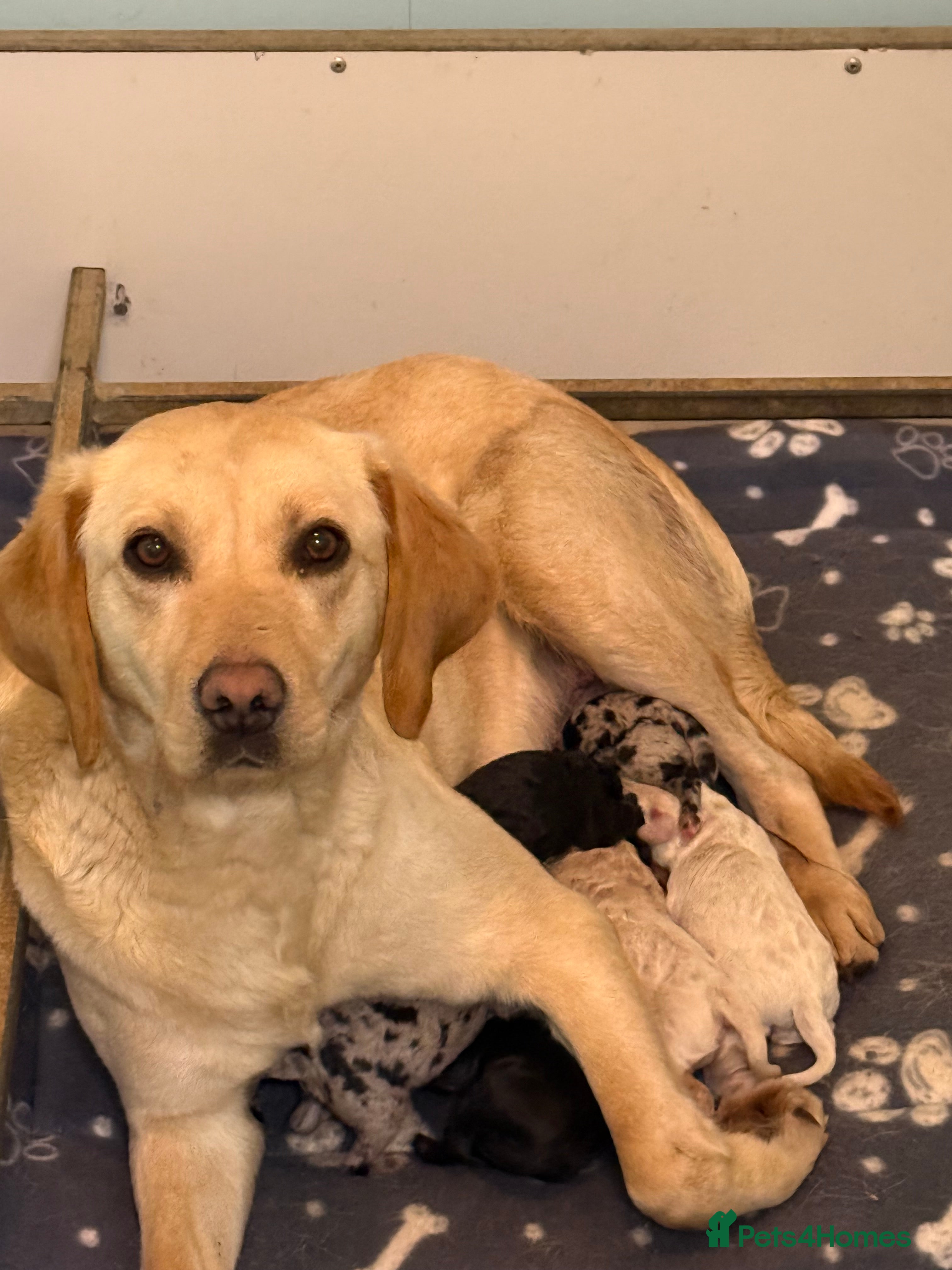 Labradoodle dogs Cracking F1 Labradoodles.  - Advert 1