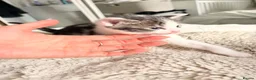 Mixed Breed cats for sale: Beautiful mixed tabby kittens  - Advert 11