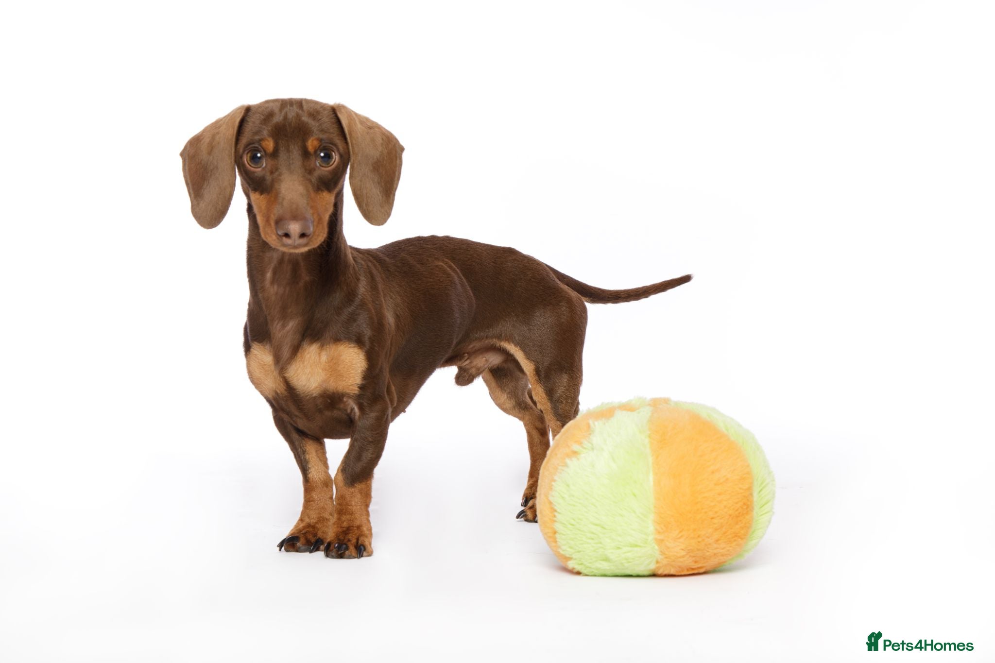 Miniature Dachshund dogs kC Miniature Dachshund Chocolate and tan  - Advert 3