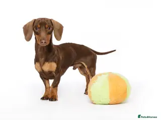 Miniature Dachshund dogs kC Miniature Dachshund Chocolate and tan - Advert 3