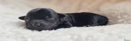 Yorkshire Terrier dogs for sale: Gorgeous Lilliputian Yorkies available  - Advert 35