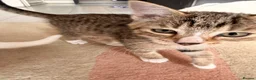 Mixed Breed cats for sale: 5 kittens 3 male 2 female 10 weeks old  in London - Advert 5