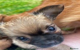 Chihuahua dogs for sale: 2 long haired male puppies 🐶  - Image 9
