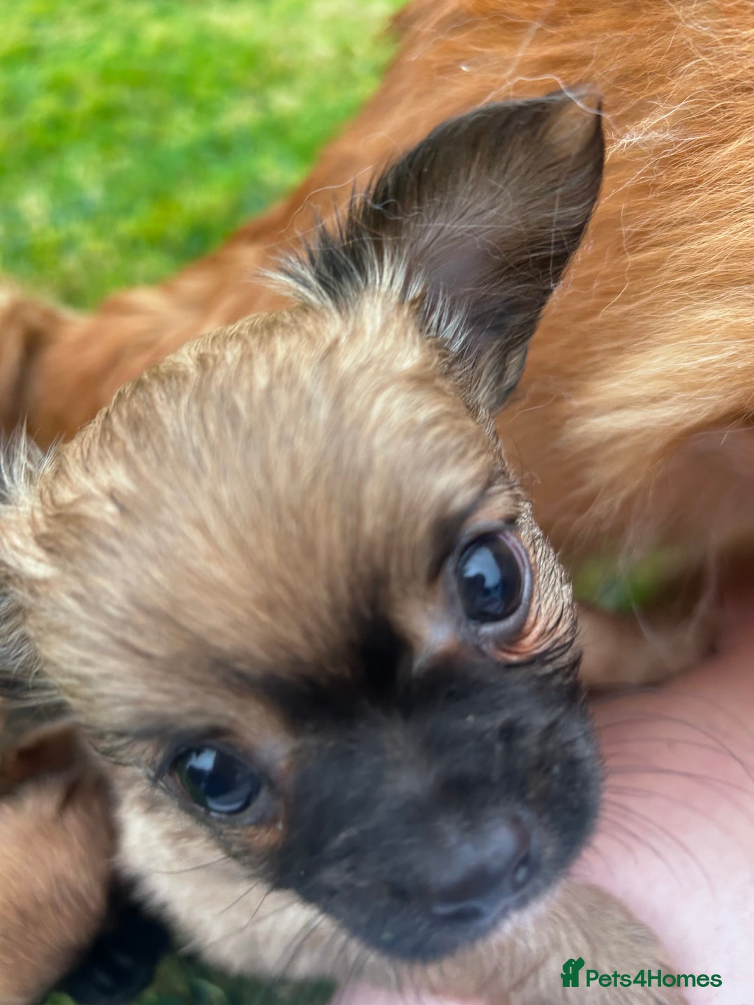 Chihuahua dogs for sale: 2 long haired male puppies 🐶  - Image 9