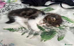 British Longhair cats for sale: Ready Now!! Beautiful BLH Kittens 💜🐾 - Image 10