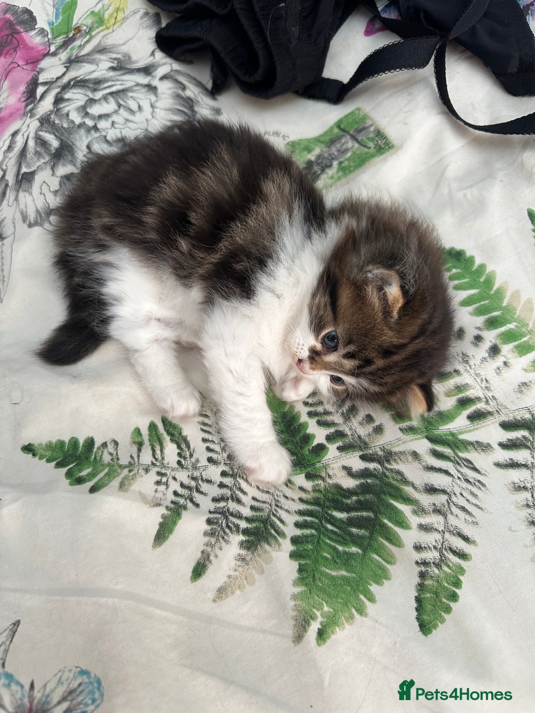 British Longhair cats for sale: Ready Now!! Beautiful BLH Kittens 💜🐾 - Image 10