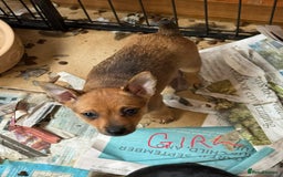 Jack Russell dogs for sale: Norwich terrier cross Jack Russell pups for sale - Image 3